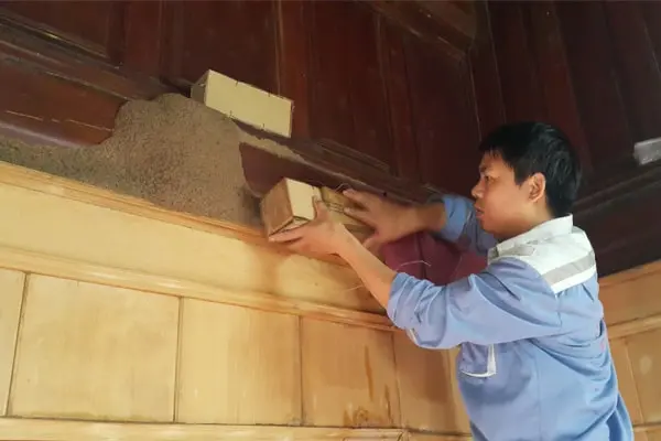 diệt mối tại Tây Ninh Tâm Phát