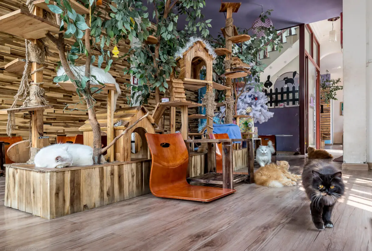 quán cafe thú cưng ở Sài Gòn Tiệm Cafe Thú Cưng Babo Coffee