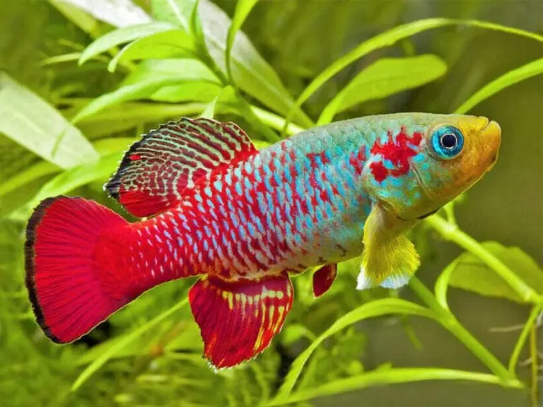 Top 4 Địa Điểm Kinh Doanh Cá Cảnh Bắc Ninh Cực Ấn Tượng