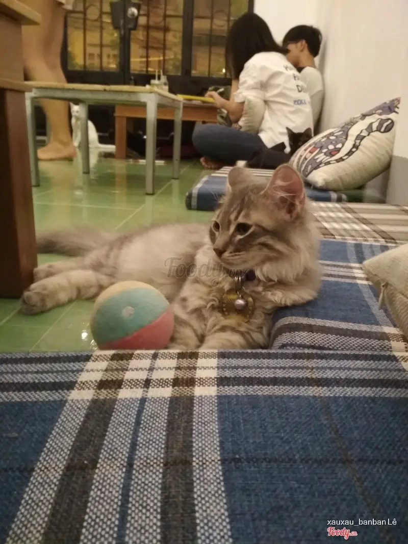 cafe mèo nha trang Meow Kiosk