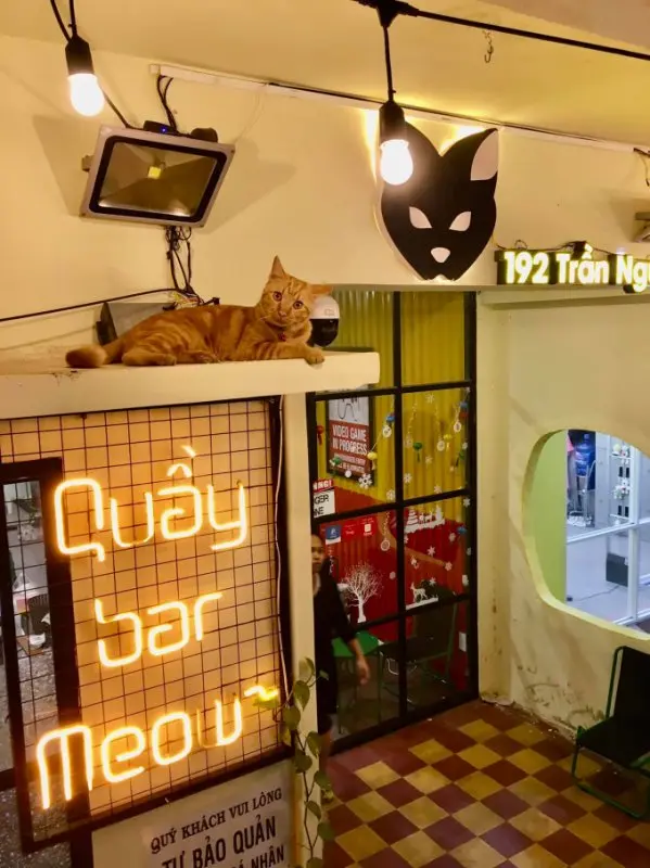 cafe mèo nha trang cafe mèo nha trang