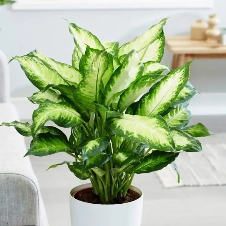Top 10 Địa Điểm Bán Cây Cảnh Hà Nội Uy Tín, Đẹp
