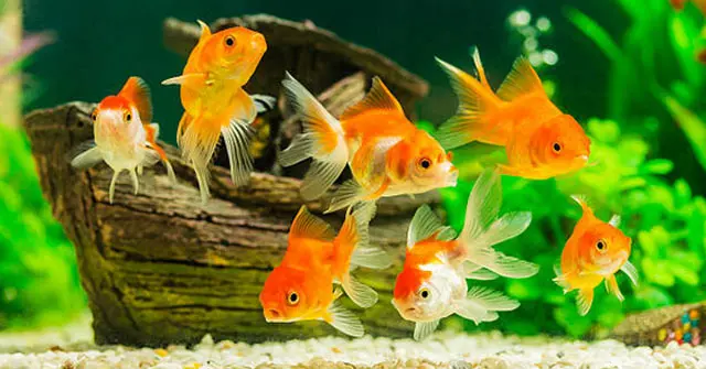 Top 5 Cửa Hàng Cá Cảnh Hải Dương Mà Dân Chơi Cá Cảnh Nên Biết