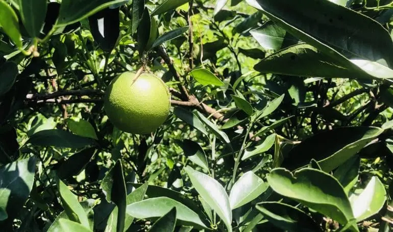 Lẩu Độ 129