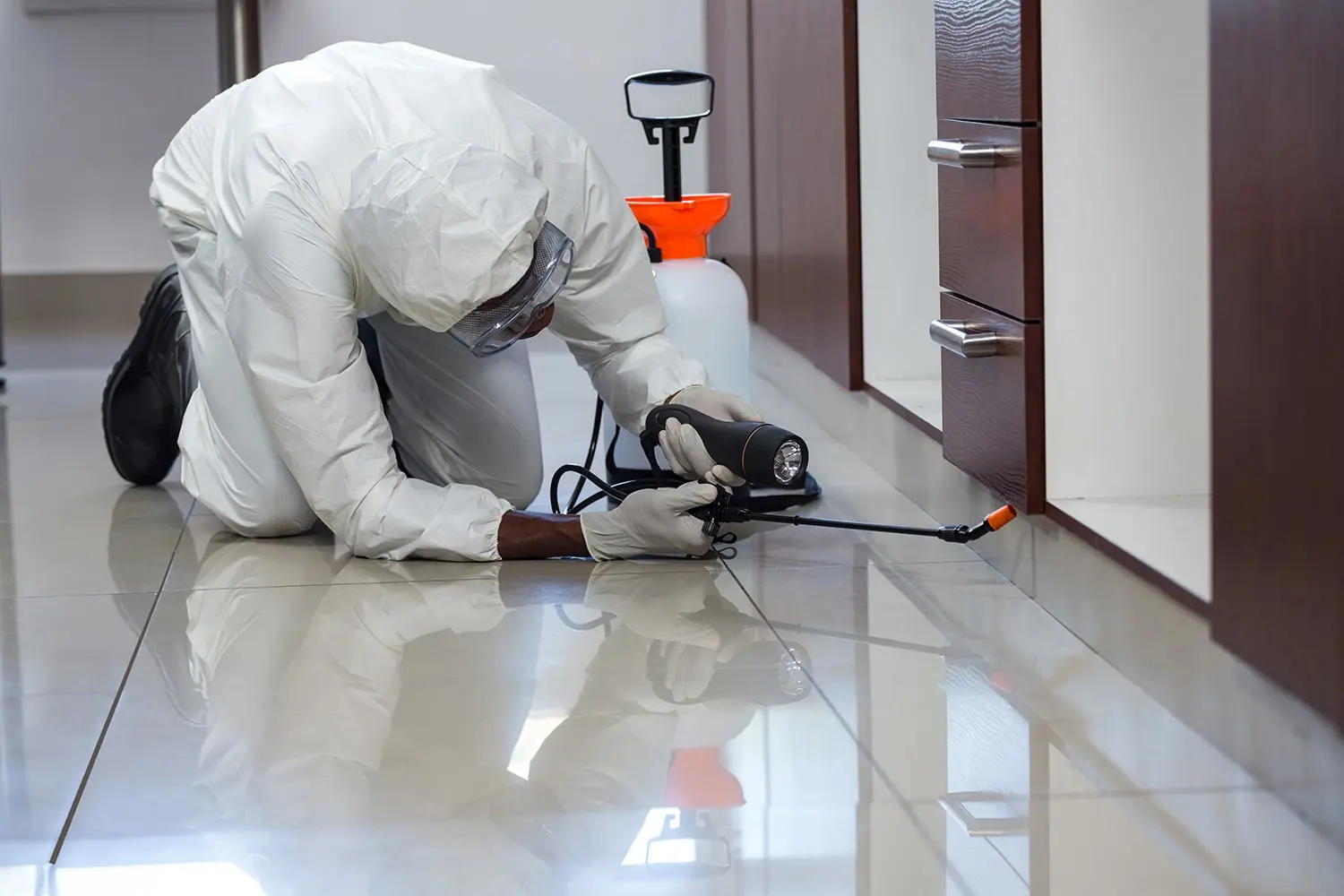 diệt mối tại Tây Ninh Đại Việt