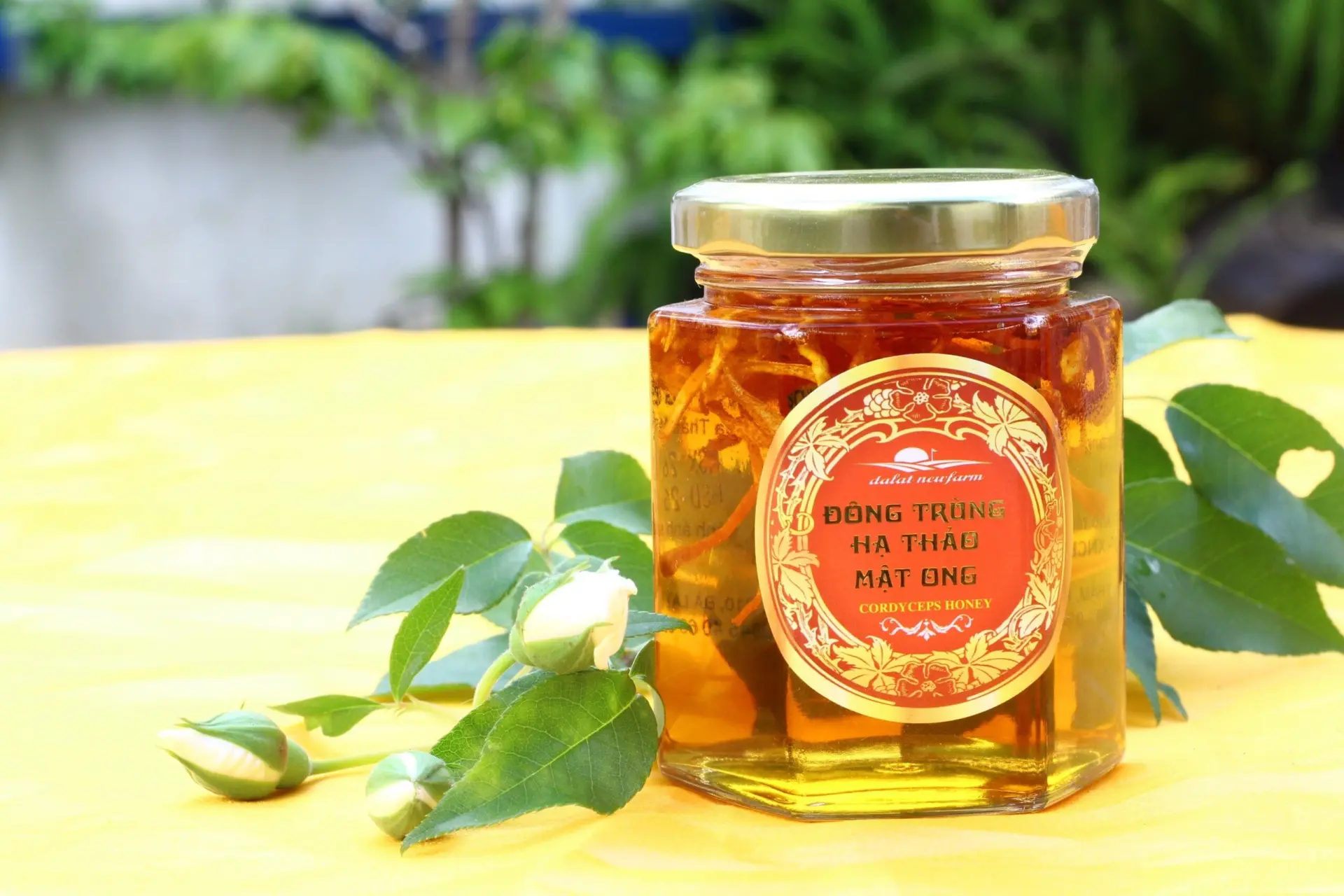 đông trùng hạ thảo Đà Lạt đông trùng Dalatnewfarm