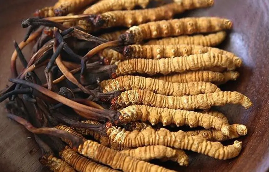 đông trùng hạ thảo khô Cần Thơ đông trùng hạ thảo khô Cần Thơ