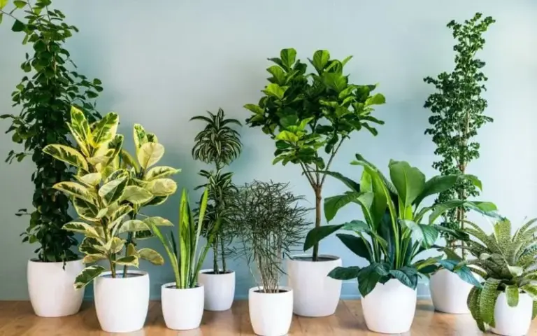 Xem Ngay Top 7 Địa Chỉ Cây Cảnh Tiền Giang Uy Tín Nhất