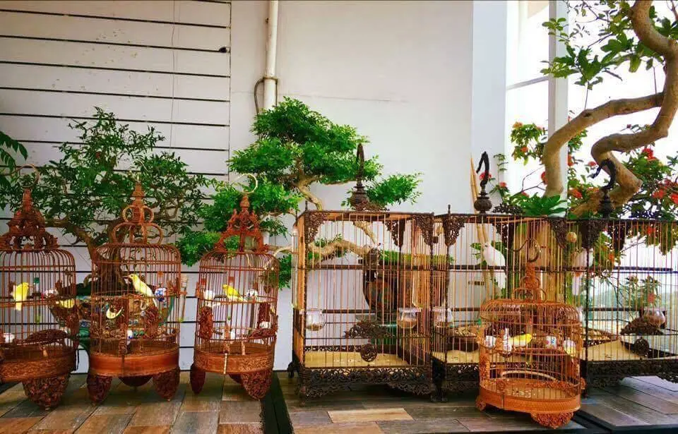 chim cảnh nha trang chim cảnh nha trang