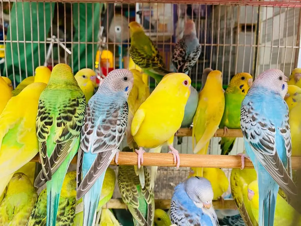 chim cảnh nha trang chim cảnh nha trang