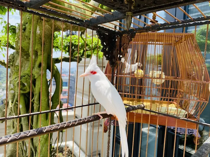 chim cảnh nha trang chim cảnh nha trang