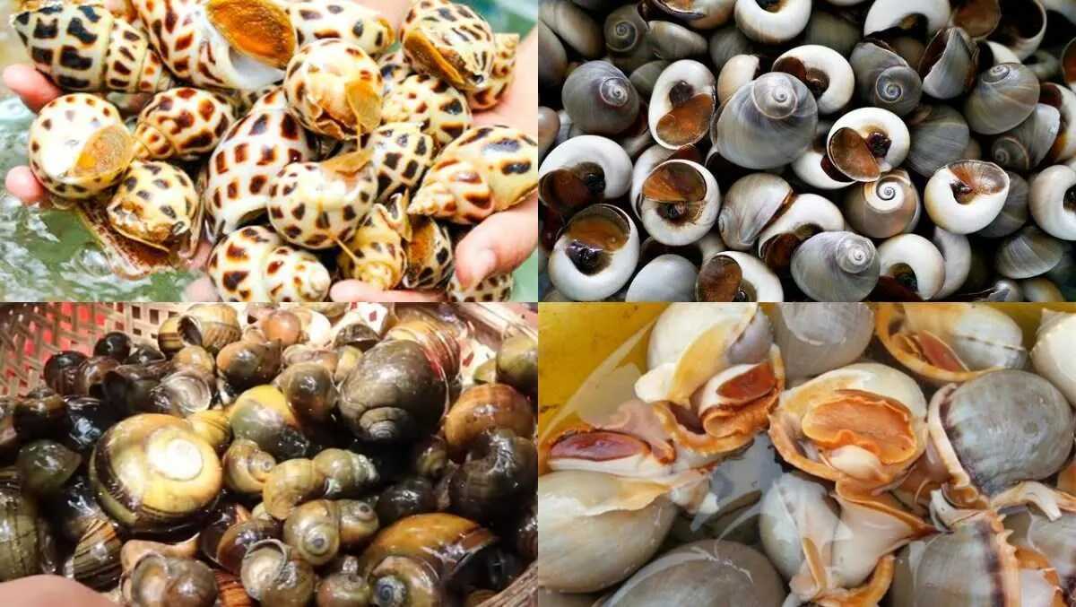 quán ốc Phú Yên ẩm thực