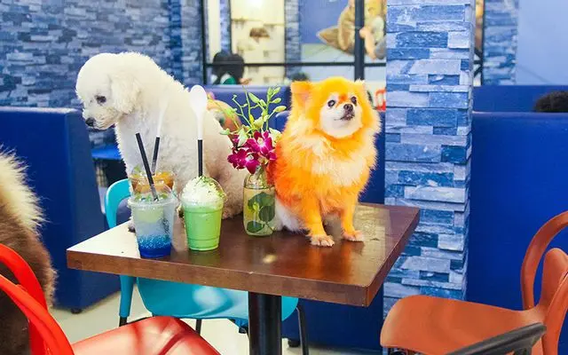 Những Bé Mèo Đáng Yêu Tại Top 6 Quán Cafe Thú Cưng Ở Đà Nẵng