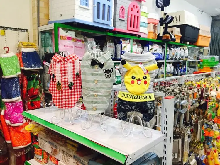 shop thú cưng Tây Ninh shop thú cưng Tây Ninh