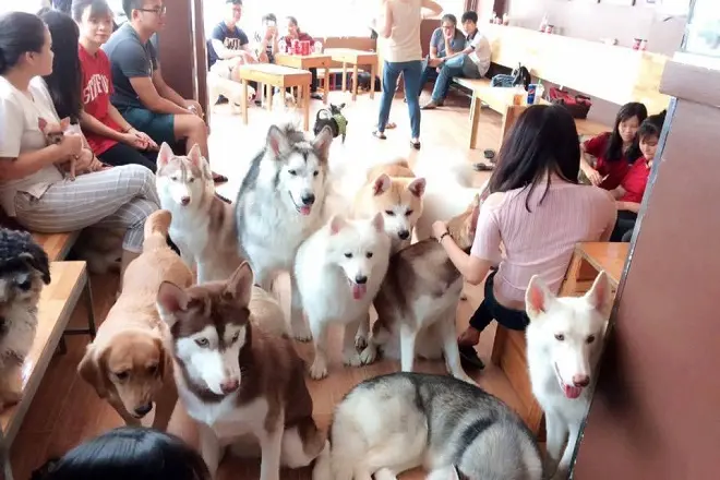 quán cafe thú cưng ở Sài Gòn