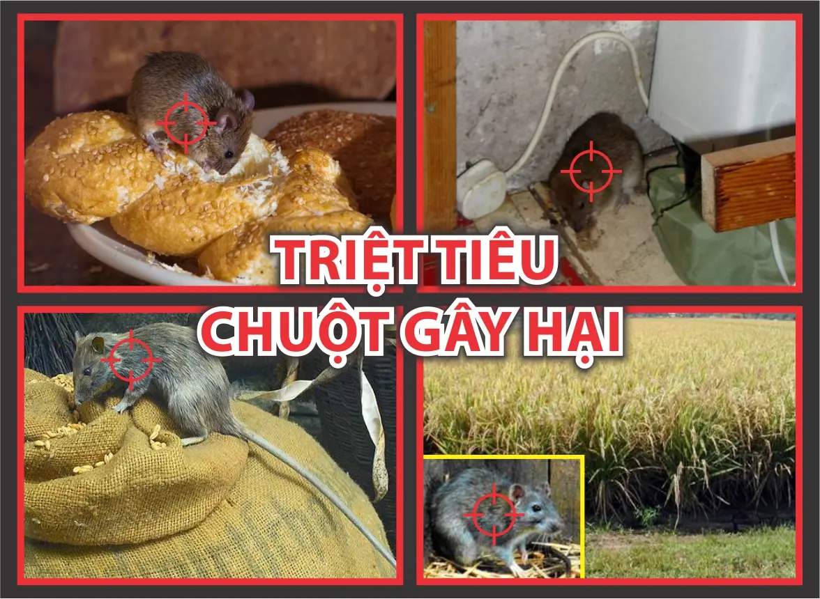 Top 5 Công Ty Diệt Chuột Thanh Hoá Không Nên Bỏ Lỡ