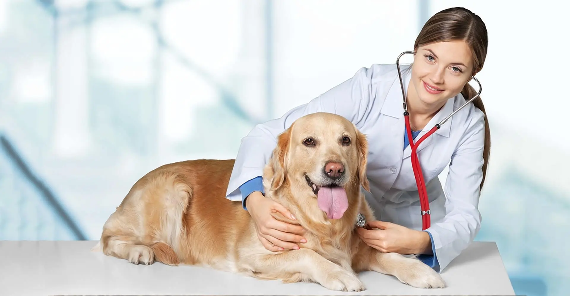 phòng khám thú y vũng tàu Bệnh Viện Thú Y Vethome