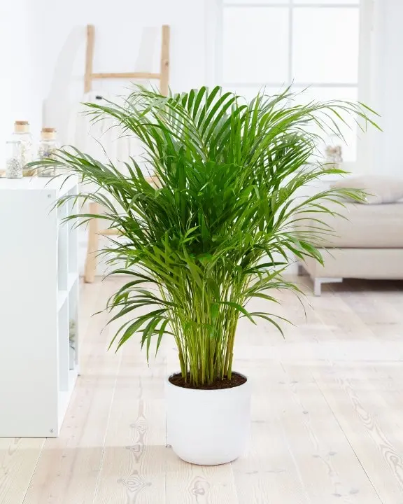 Top 10 Địa Chỉ Cây Cảnh Bình Dương Uy Tín Nhất