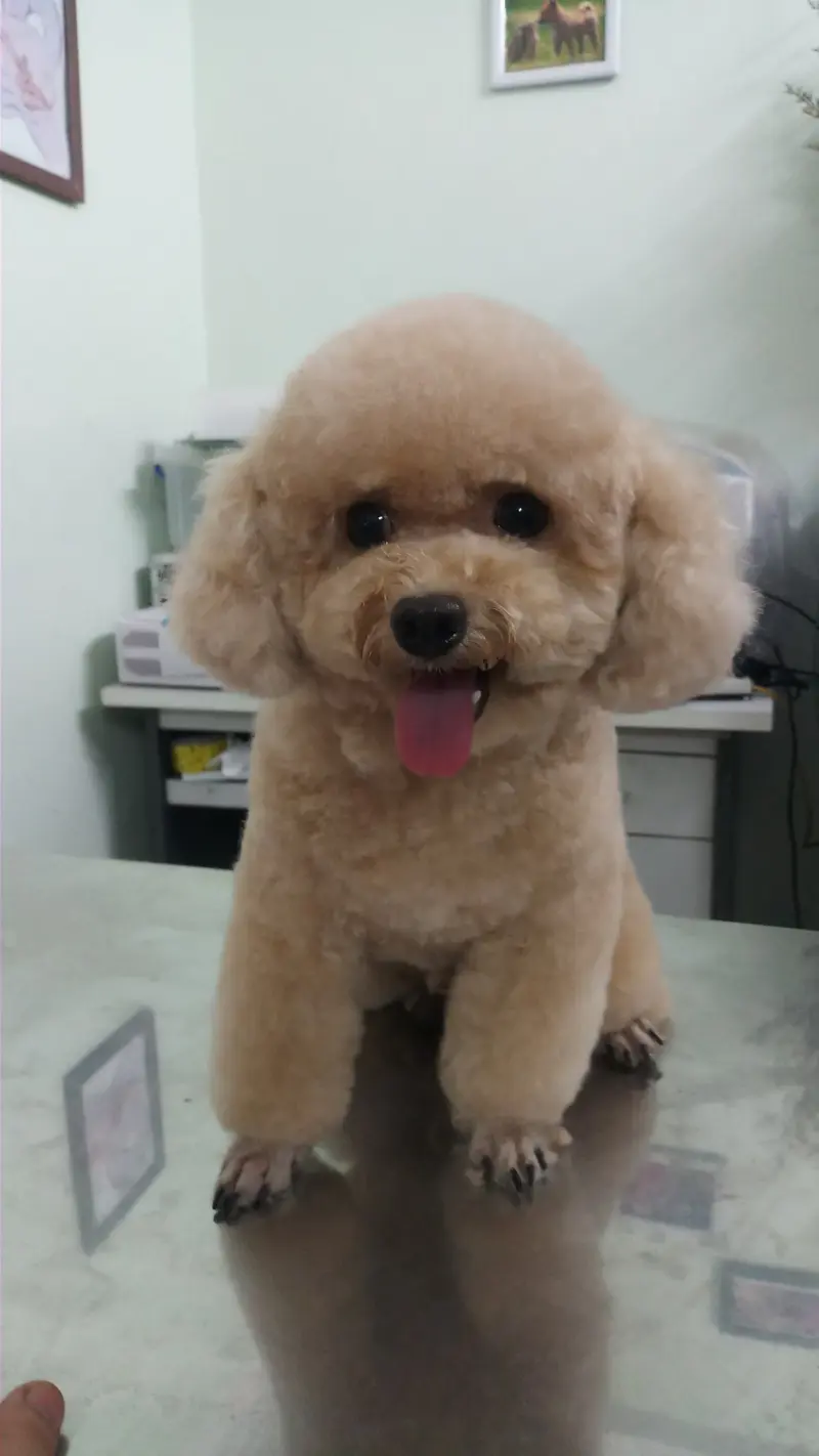 Dabaco