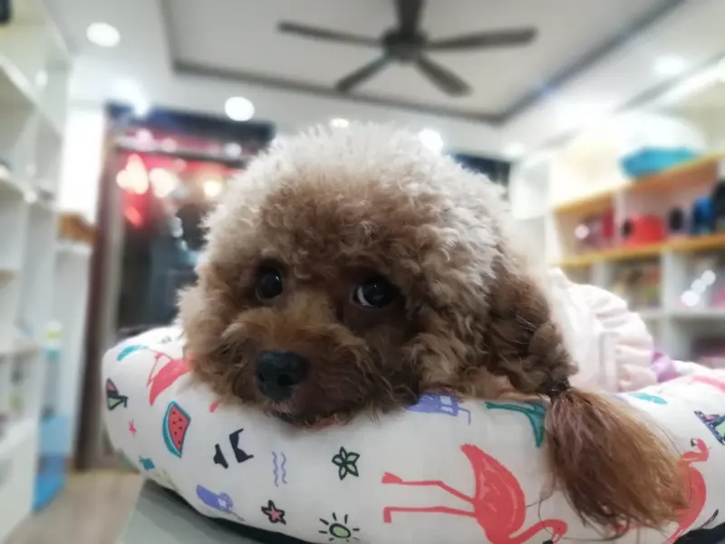Bác Sĩ Thú Y Bắc Ninh