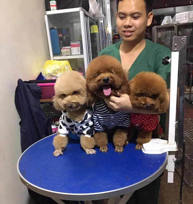 Phòng Khám Thú Y Golden PET 