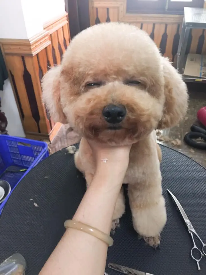 Bệnh Viện Thú Y Kinh Bắc Từ Sơn