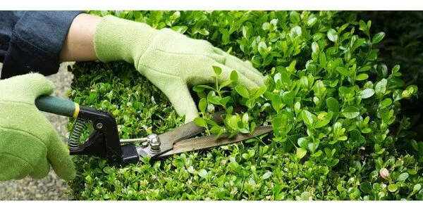 Cây Cảnh Bình Dương Cây Cảnh Bình Dương