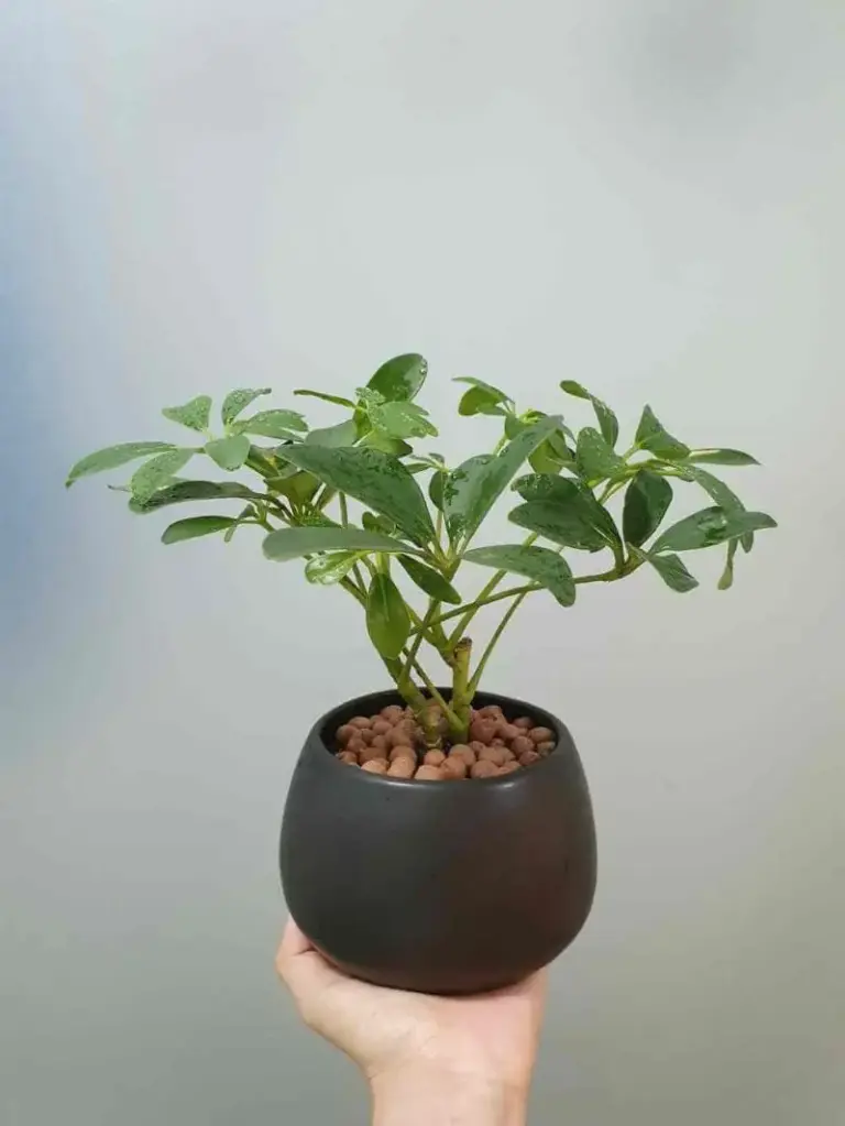 TOP 5 Địa Chỉ Chuyên Kinh Doanh Cây Cảnh Bắc Ninh Uy Tín