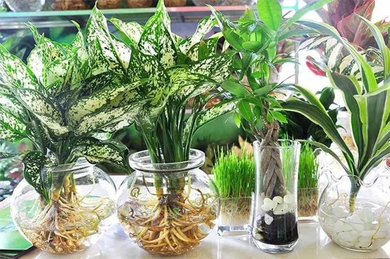 Trung cấp Nhân Đạo