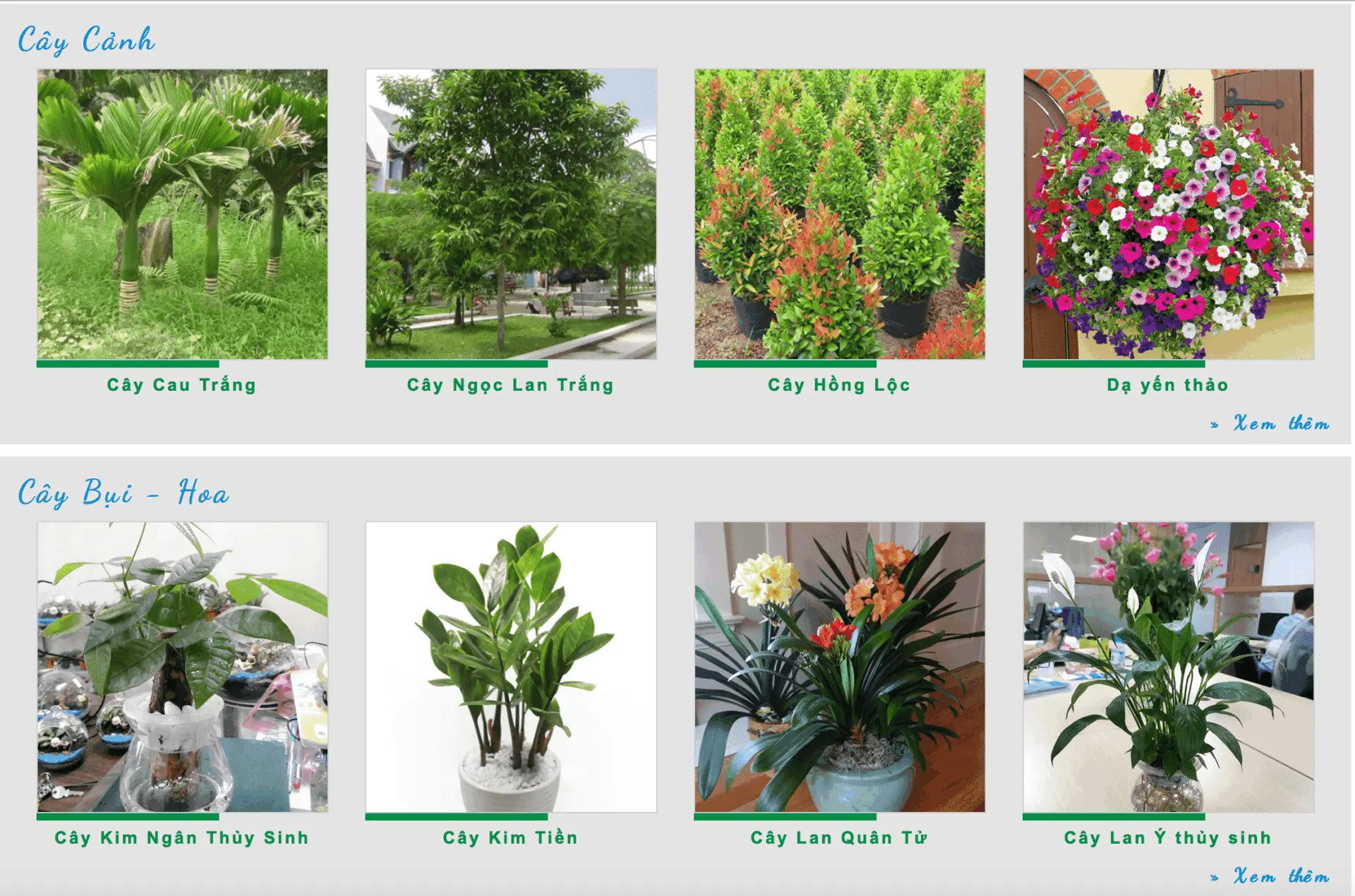 Note Ngay Top 10 Địa Chỉ Cây Cảnh Đà Nẵng Không Thể Bỏ Qua