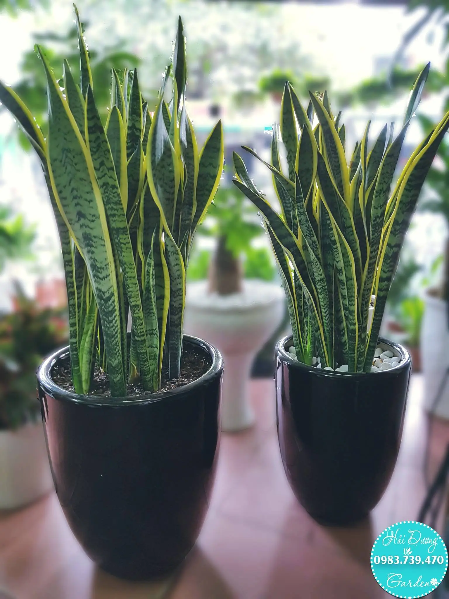 cây cảnh Hải Dương