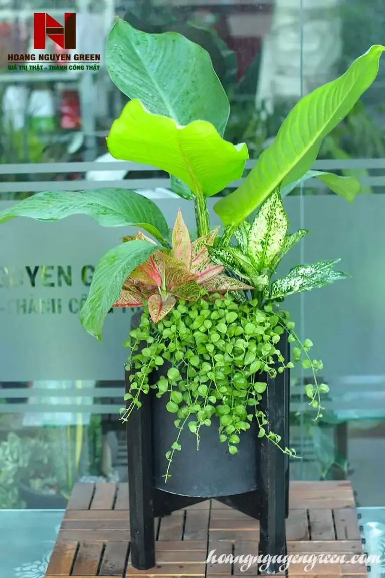 Top 10 Địa Chỉ Cung Cấp Cây Cảnh Nha Trang Đẹp Giá Rẻ