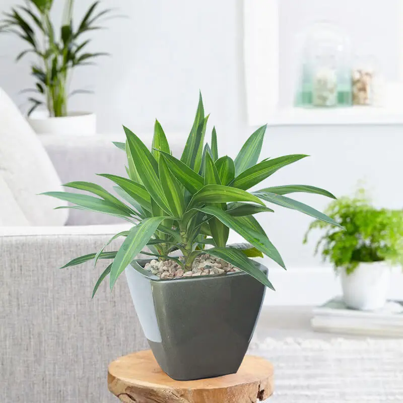 Cây Cảnh Bình Dương Thanh hiền