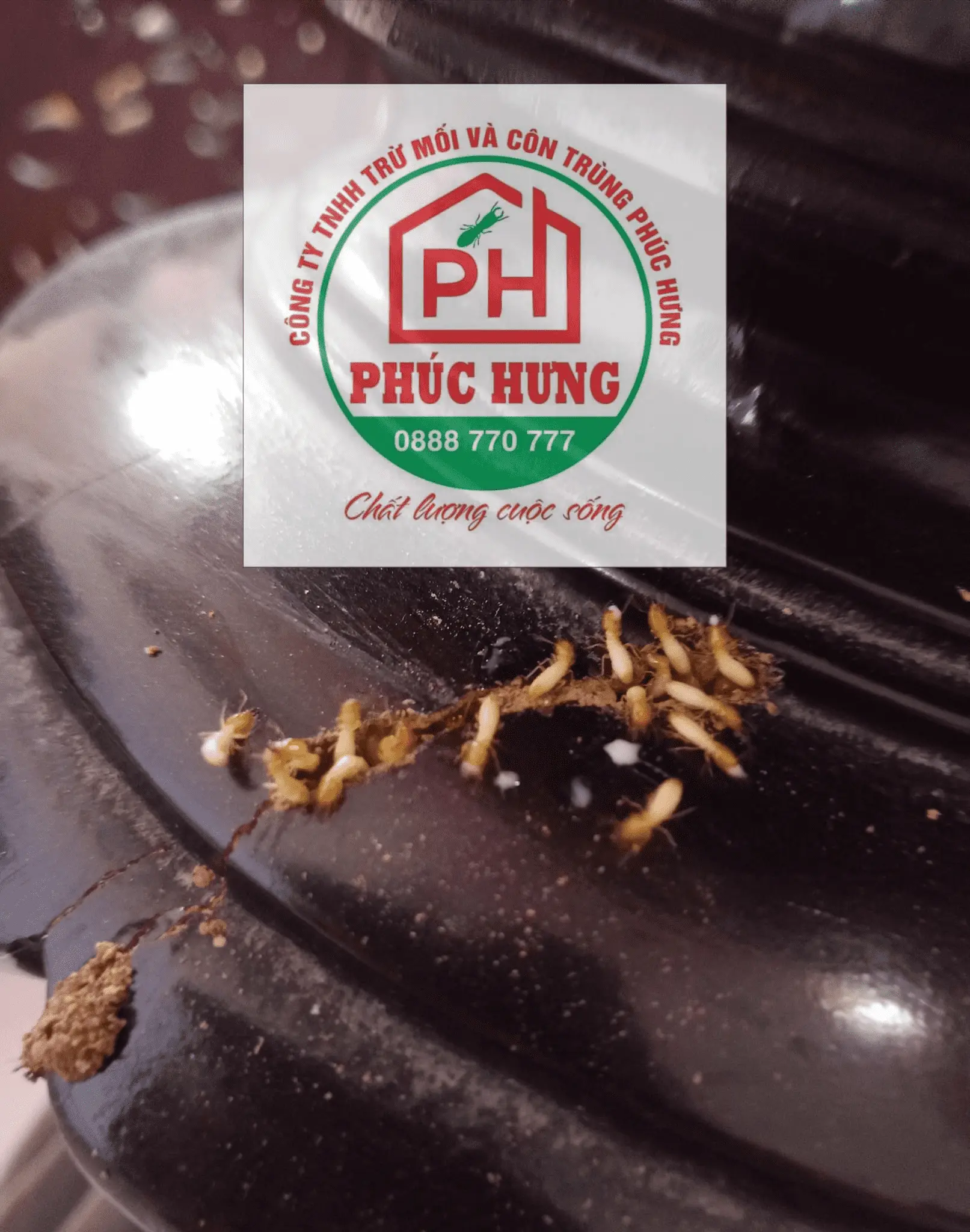 diet-moi-da-nang