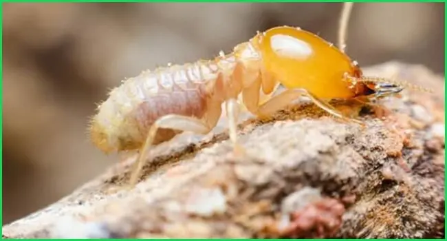 Gia Sư Tiếng Anh Quy Nhơn Tại Nhà