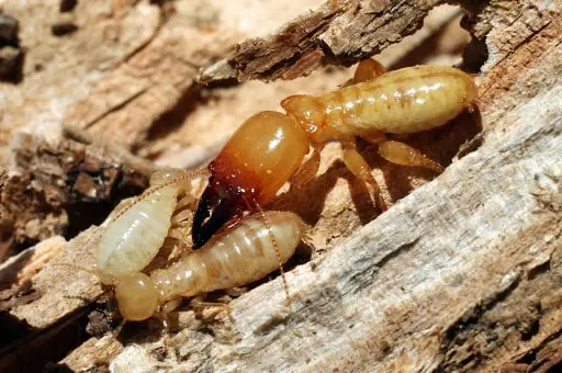 Dạy kèm Tại Nhà