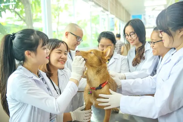 phòng khám thú y vũng tàu Phòng Khám Bác Sỹ Trần Đức Quân