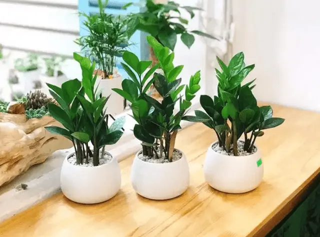 Trường Trung Học Phổ Thông Quốc Trí