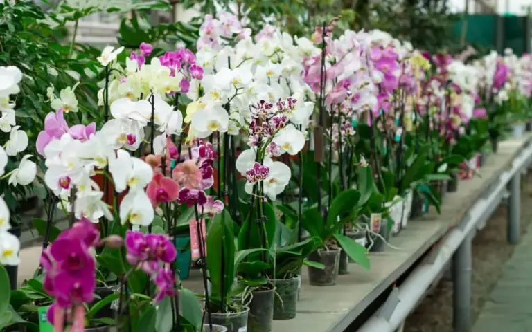 Top 10 Địa Chỉ Bán Lan Hồ Điệp Hà Nội Giữa Lòng Thủ Đô
