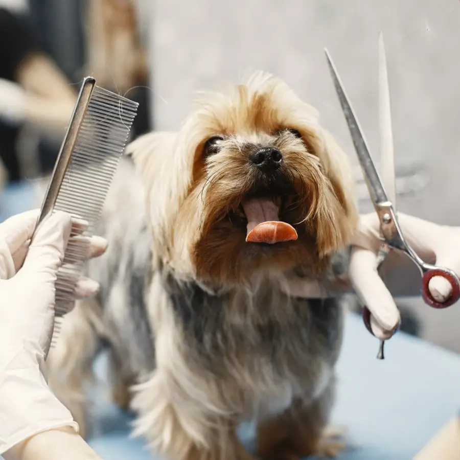 phong-kham-thu-y-binh-thanh-10-min Y Pet Hospital
