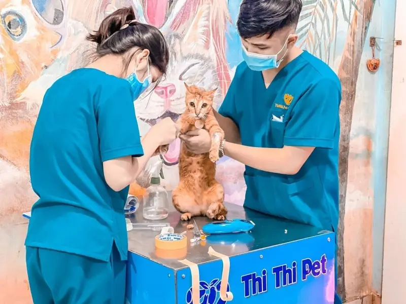 phong-kham-thu-y-binh-thanh-6-min phòng khám thú y Bình Thạnh