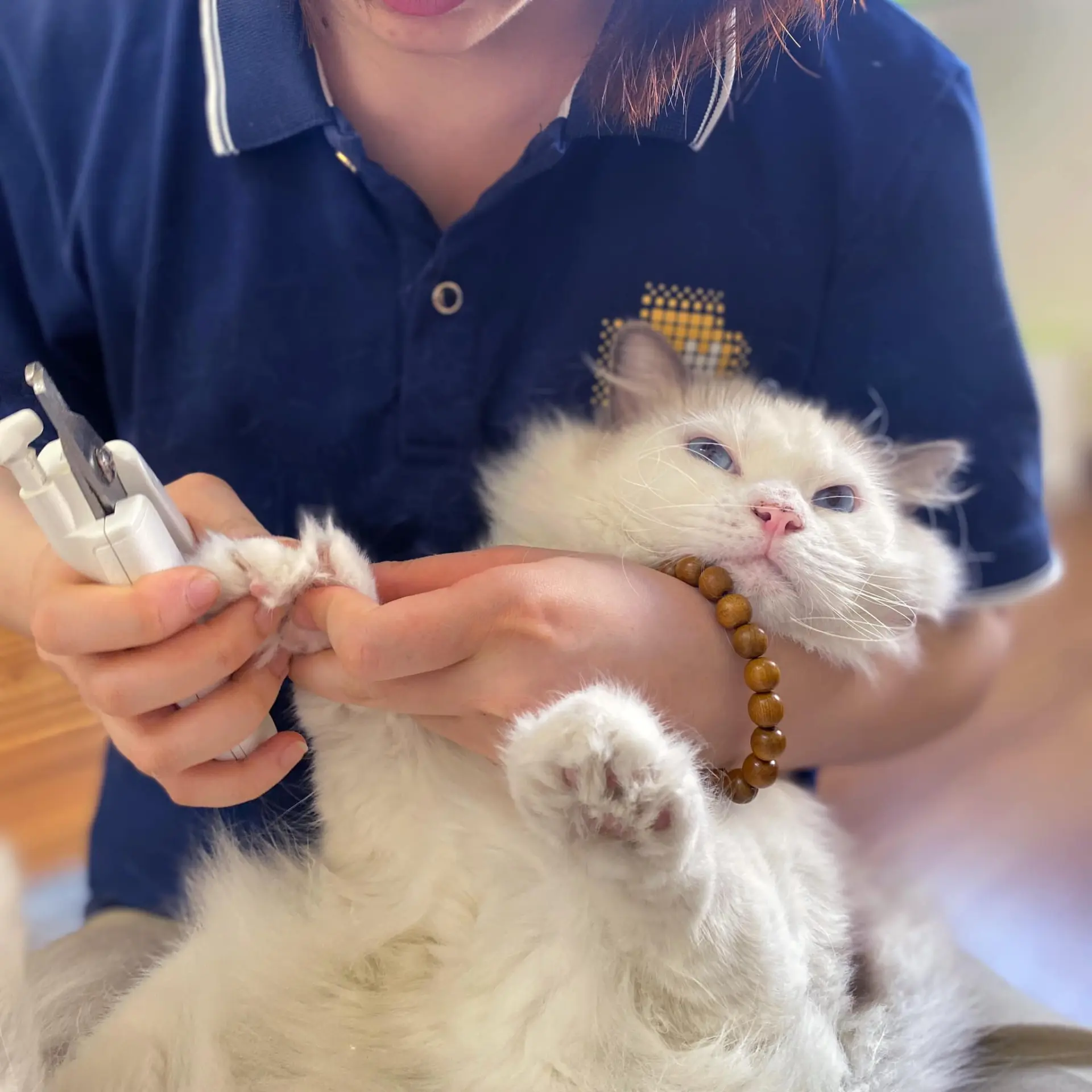 phong-kham-thu-y-tan-binh-8 Techz Pet