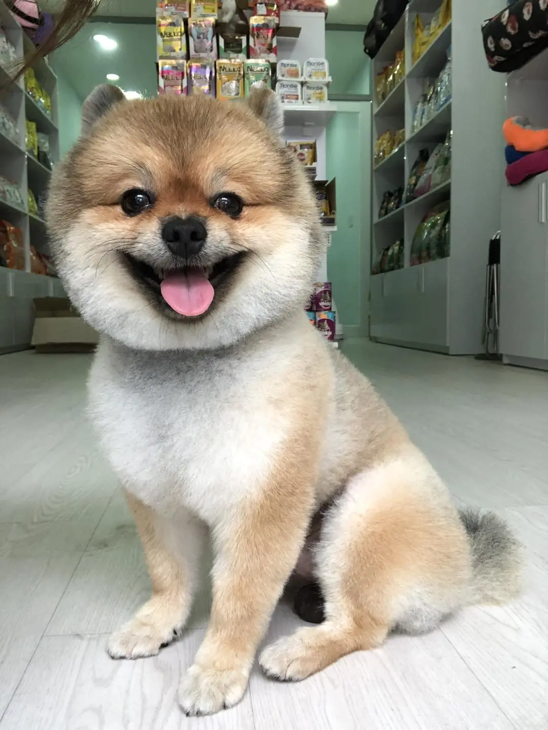 phong-kham-thu-y-tan-binh-9 KIRA VET Clinic