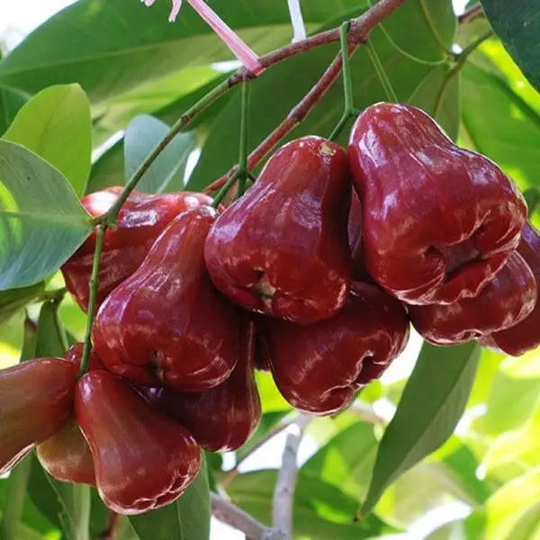 quán dê ngon ở biên hòa quán dê