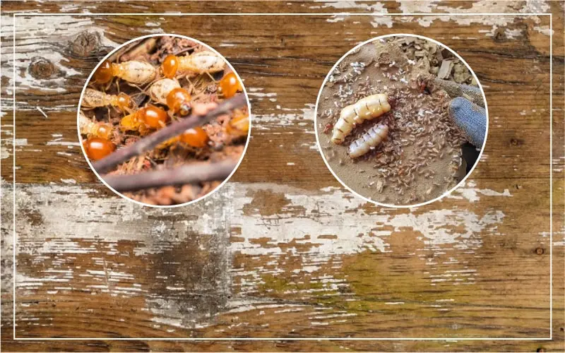 công ty diệt mối Cơ sở diệt mối tận gốc