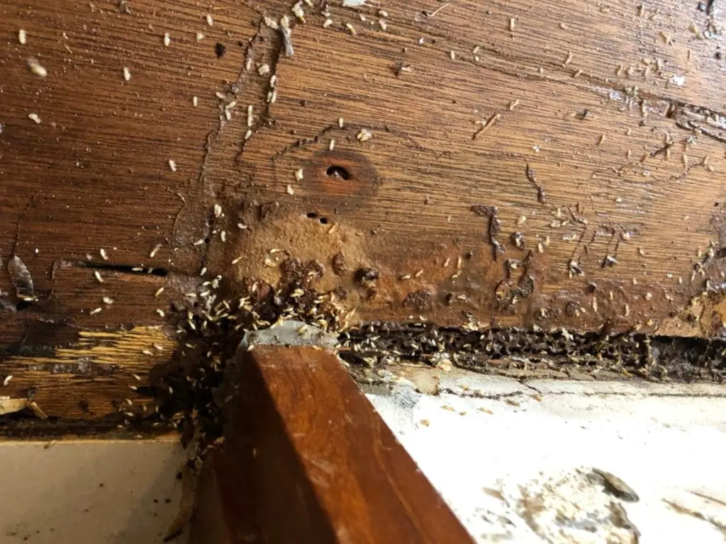 công ty diệt mối Đơn vị AnhThư phòng chống mối triệt để