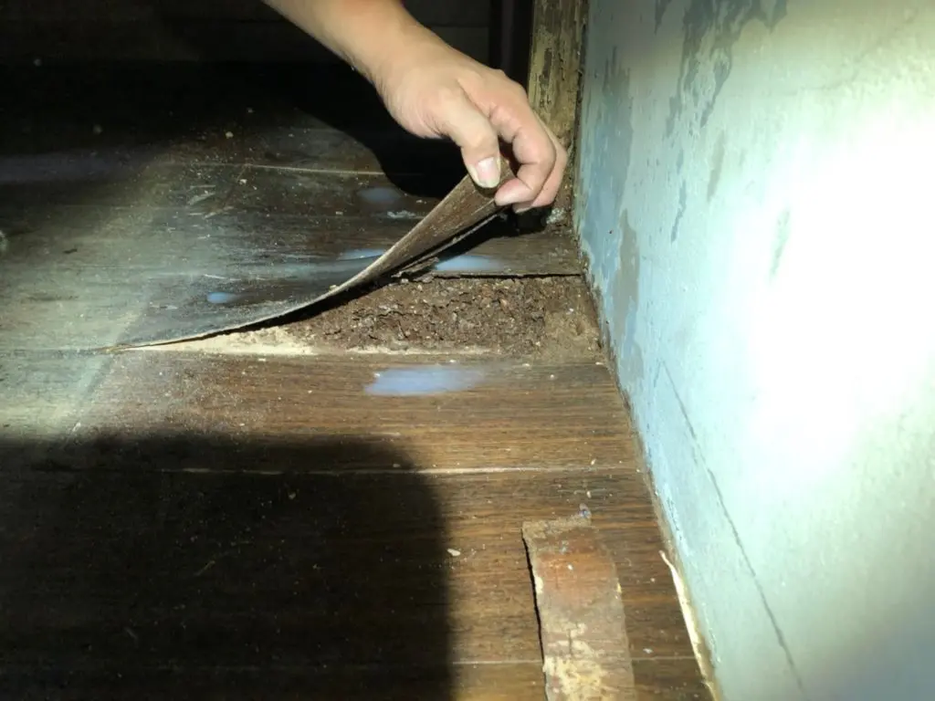công ty diệt mối Công ty không gian xanh Hoàng Cường diệt mối chuyên nghiệp