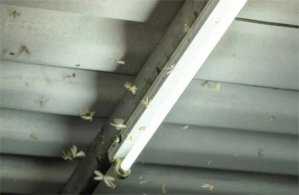 công ty diệt mối công ty Trần Anh phòng và khử mối nhanh chóng
