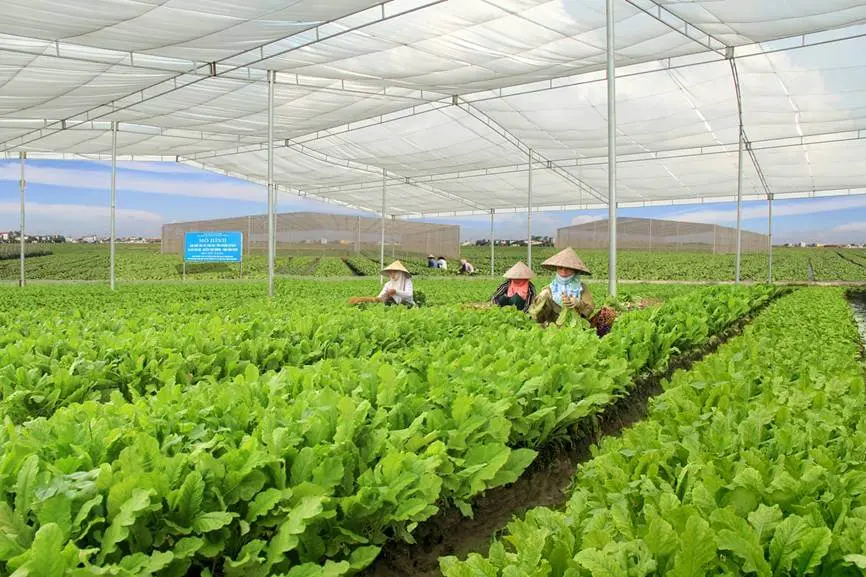 Cửa Hàng Thực Phẩm Hữu Cơ Hà Nội Rau hữu cơ