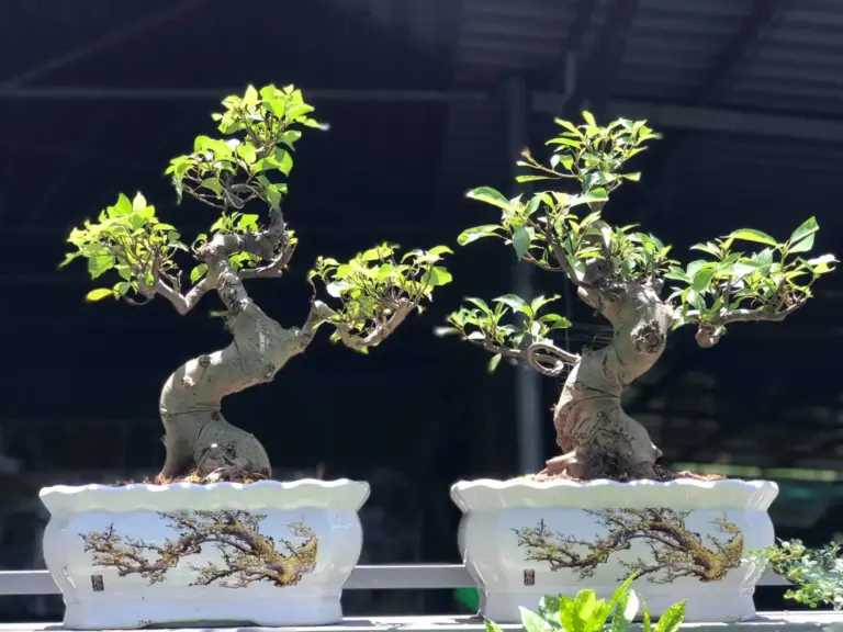Top 5 Cơ Sở Buôn Bán Cây Giống Vũng Tàu Uy Tín